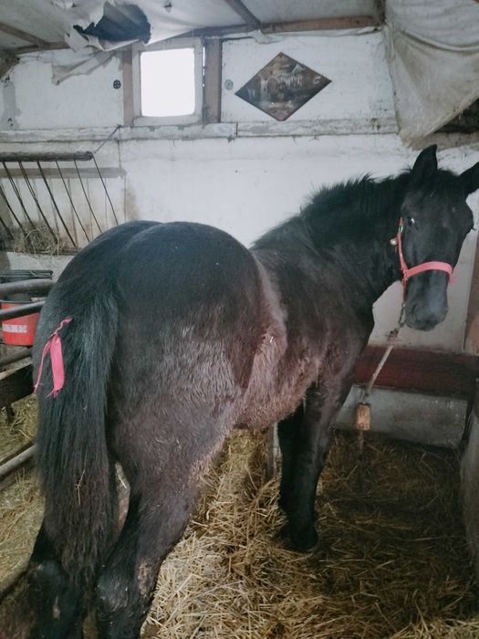 Vând iapă gestantă cu mânz