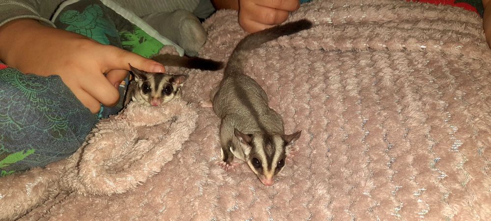 Sugar glider/veverite zburatoare de vânzare