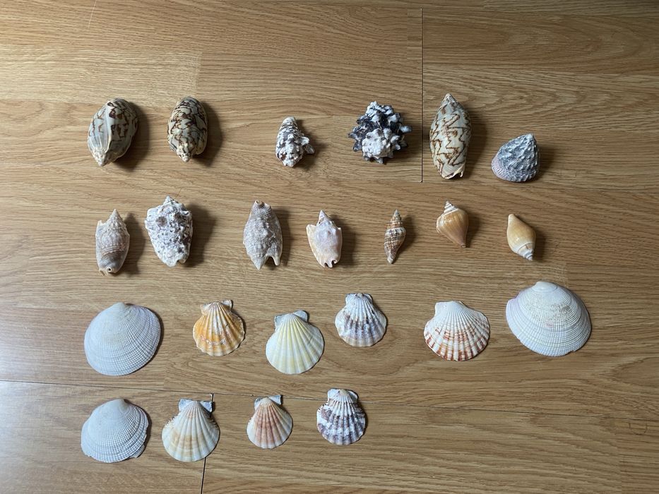 черупки от морски рапани и мидени черупки.