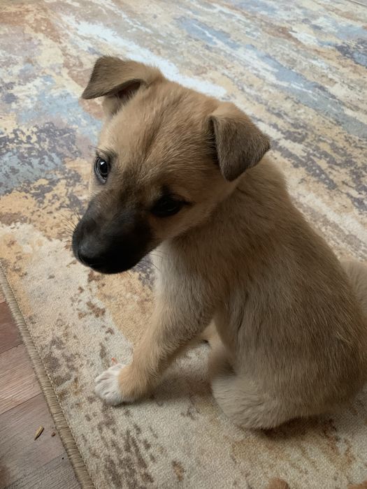 Отдам Щенка 2 месяца