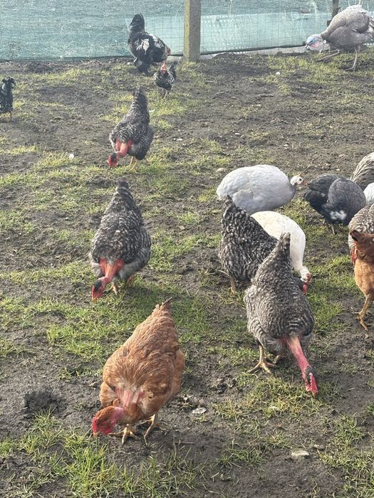 Vand oua incubat sau consum, de la rase de mai jos!, Super pret !!