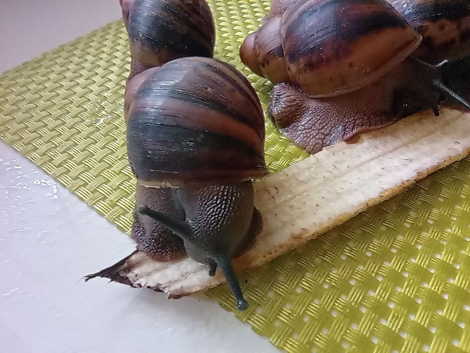 Улитки. Архахатина овум.