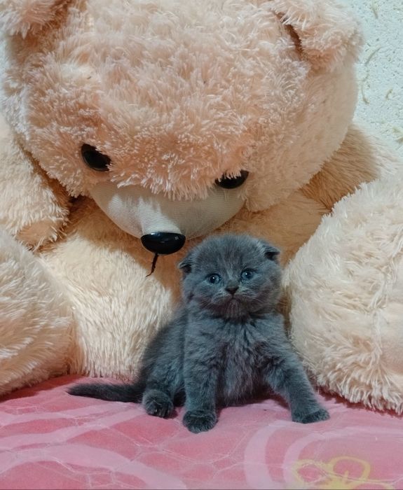 Продам котят породистые красивые