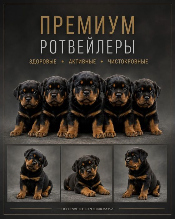 ЩЕНКИ РОТВЕЙЛЕРА премиум-класса