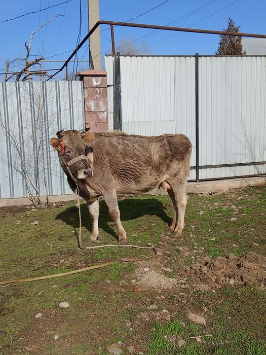 Сиыр сатылады сауын