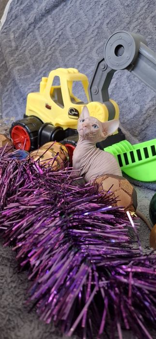 Донские котята малыши