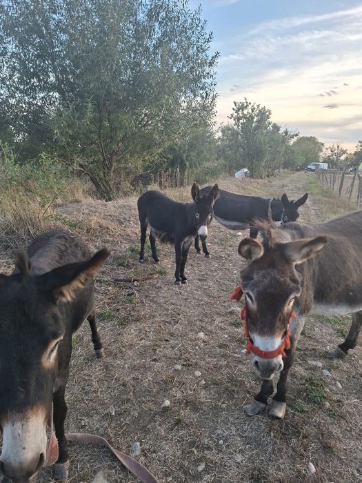 magarite de vanzare