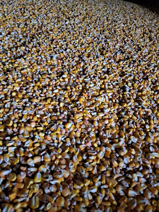 Porumb grâu și orz