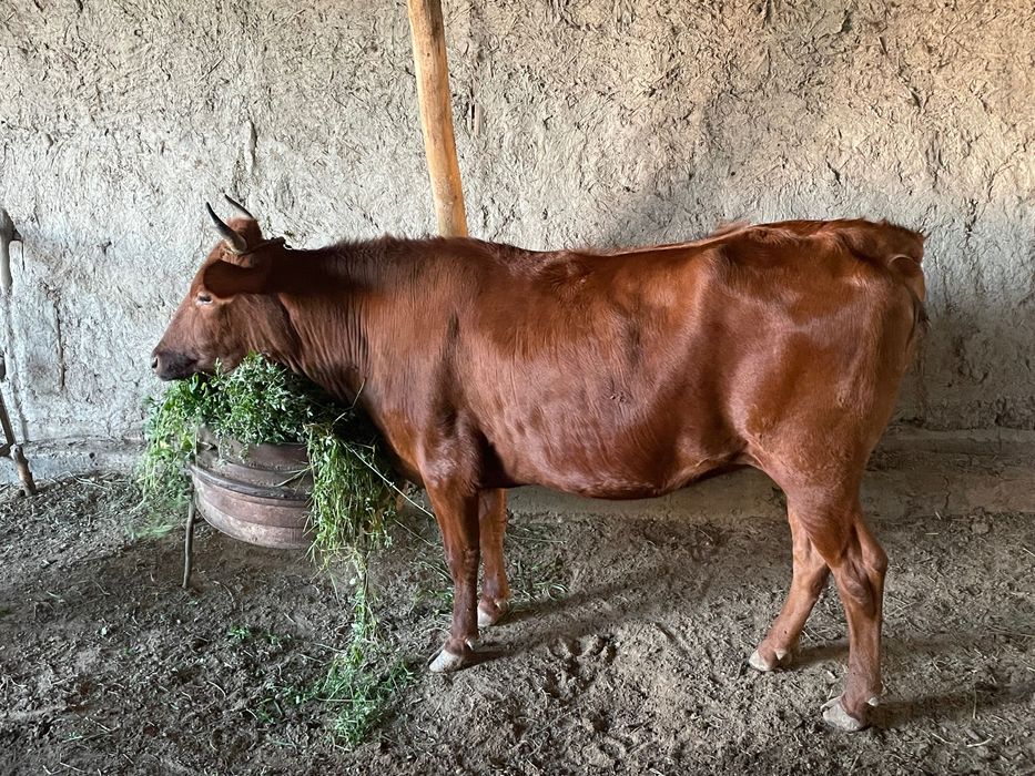 Boqilgan gʻunojinlar