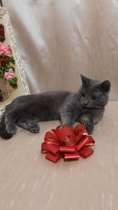 Манчкин мальчик Грей