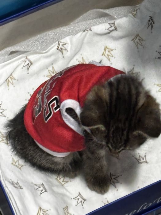 Отдам котенка в добрые руки