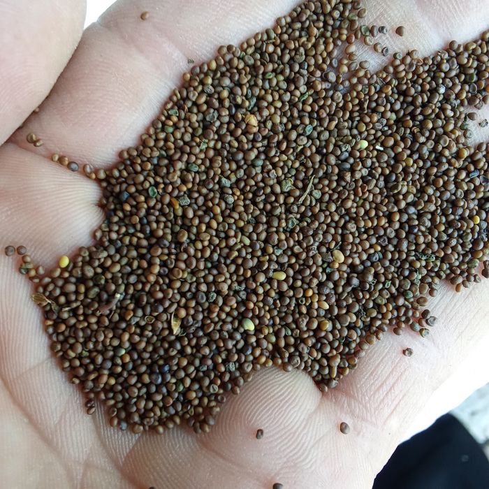 Semințe de lucerna trifoi roșu ghizdei Loliu