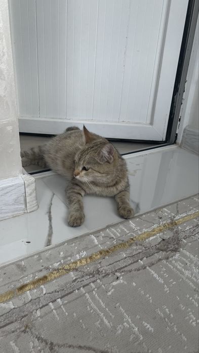 Кошка беременная