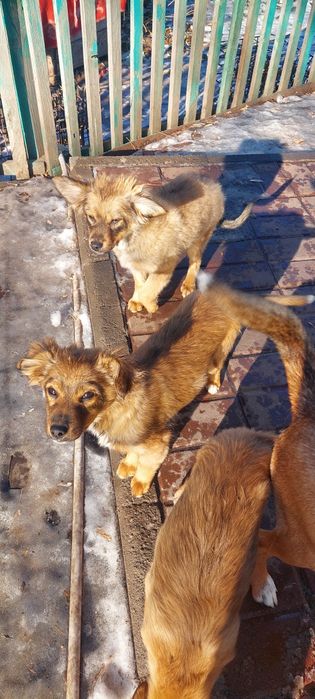 Шейки. 4 месяца.