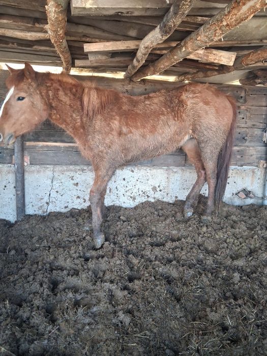 Откормда тұрған байтал