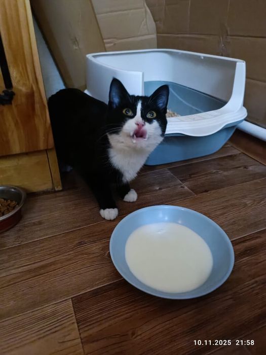 Котенок, кошечка 5 мес.