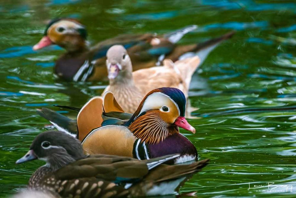 Vând Rațe, lebede, gâște exotice, de ornament