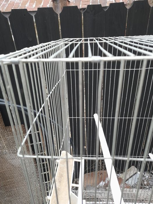 Colivii pasari exotice