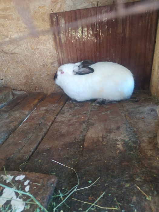 Продам кроликов.