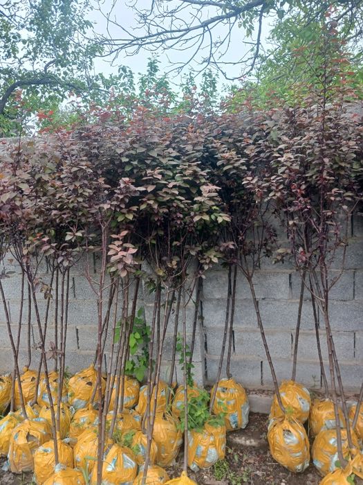 Слива писсарди оптом