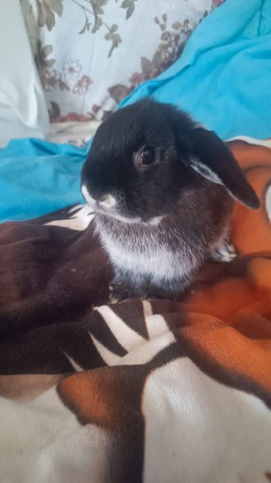 Продам карликовых кроликов