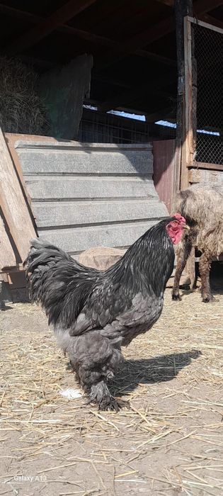 Продам хороших петухов