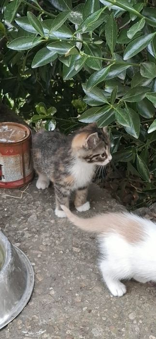 Подарявам малки котенца