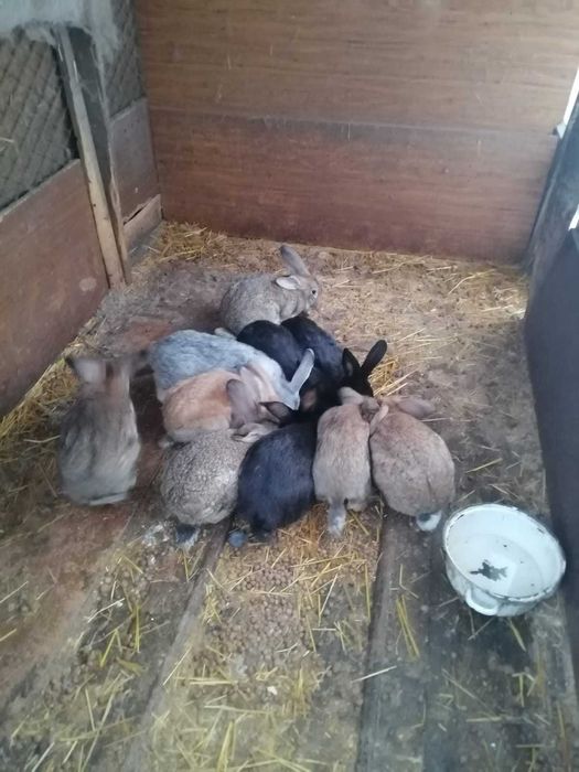 Продаются кролики