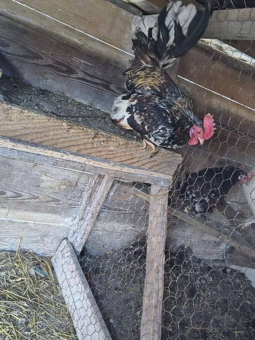 De vânzare 2 cocoși pitici