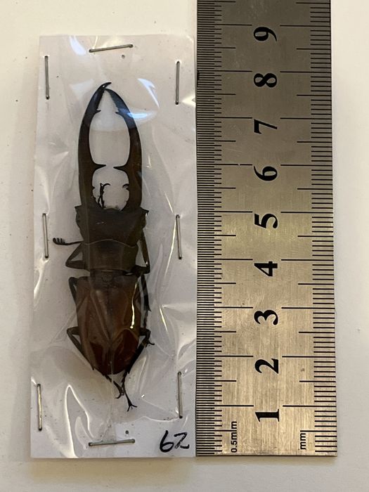 Видове насекоми бръмбари колекция