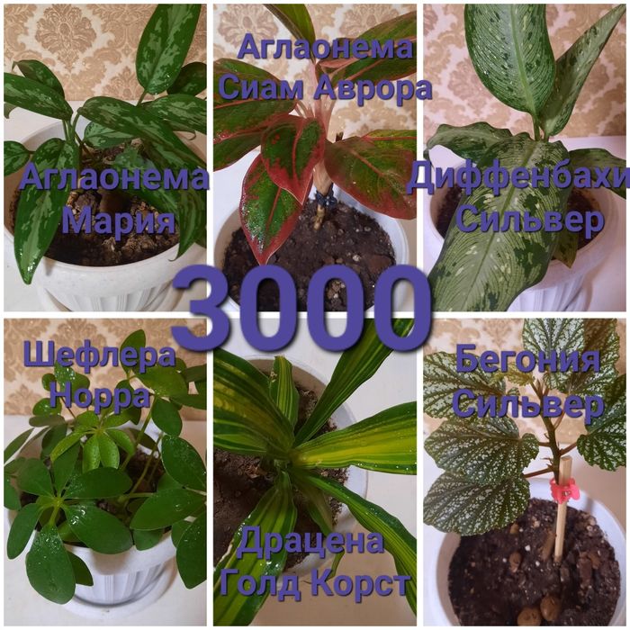 К продаже предлагается комнатные цветы по приемлемым ценам.