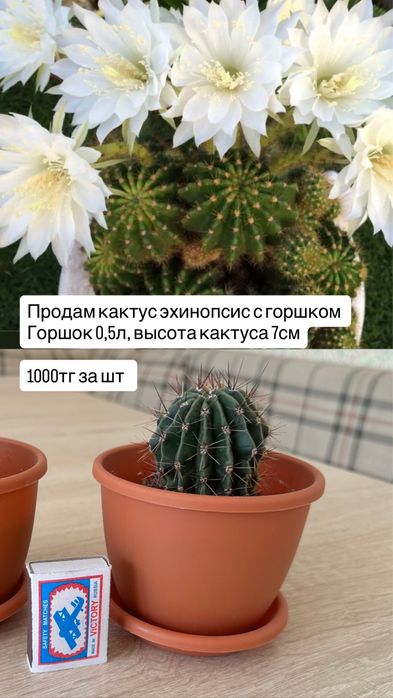 Комнатные растения цветы
