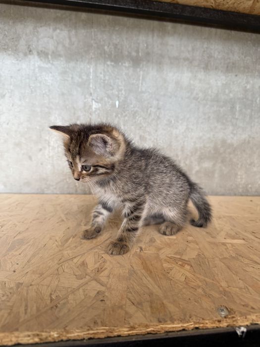 Отдам в добрые руки котят