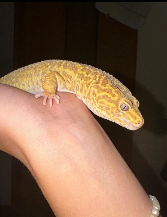 Эублефар Морфа Rainwater Albino