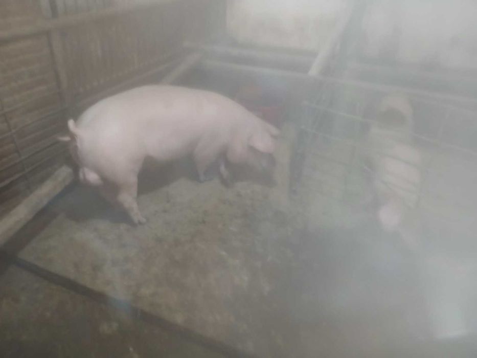 Продавам малки прасета (мъжки кастрирани)