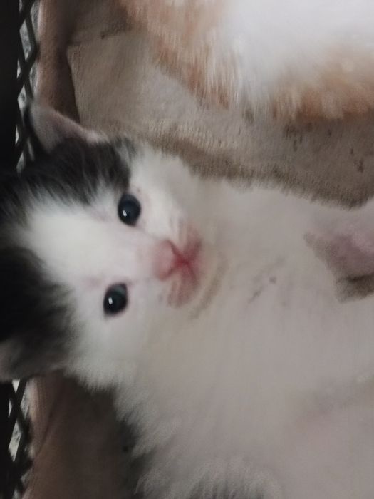 Отдадим котенка в добрые руки
