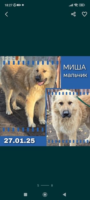 Ждём старых или более ответственных новых хозяев