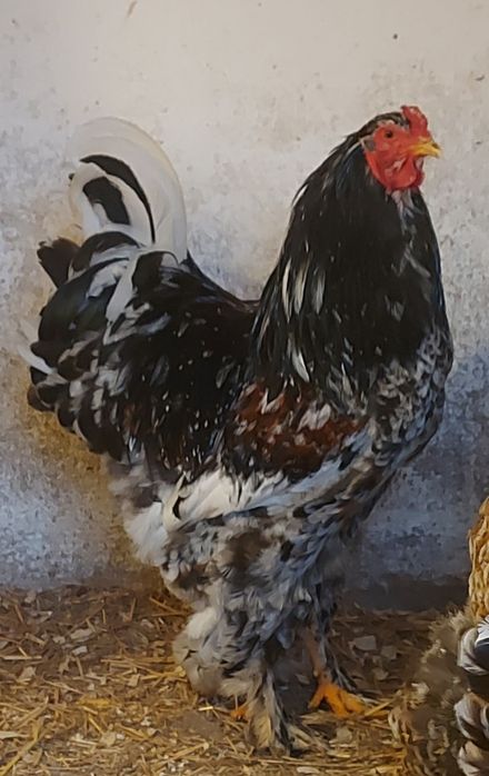 Ouă pt incubat Brahma Porțelan