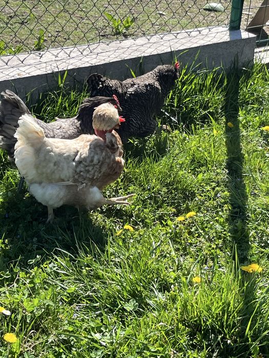 Vand fam. gaini motate