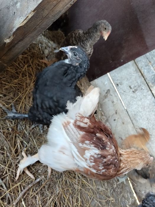 Цыплята,кохинхин/родонит