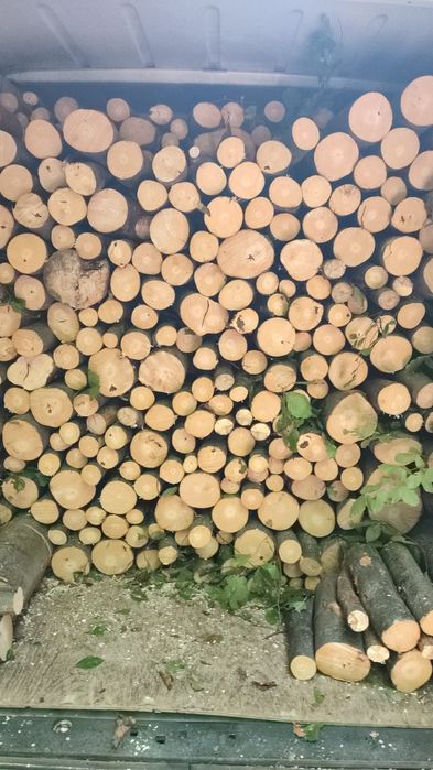 Fag subțire de Pădure