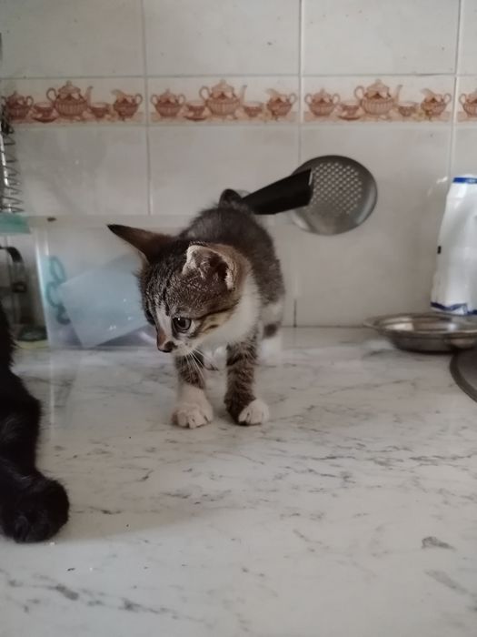 Котята. Mushukchalar