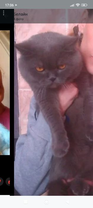 Британский Мальчик 1 месяц 2 недели.