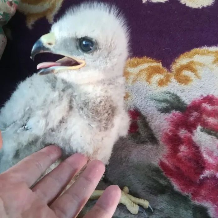 Продам птенцов канюка.