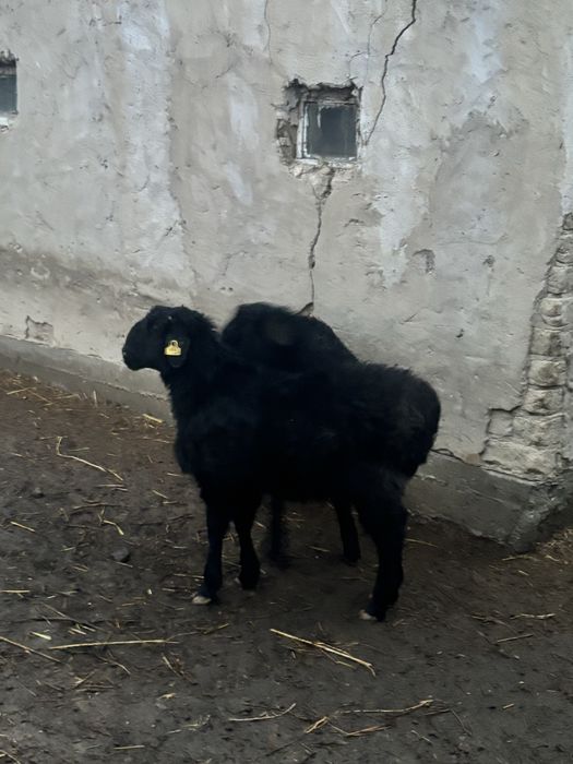 койлар сатылады кызылорда