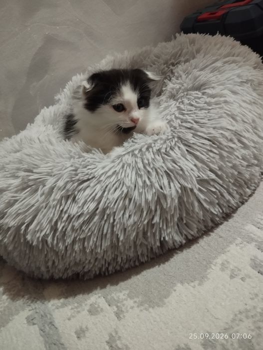 отдам в любящую семью мальчик