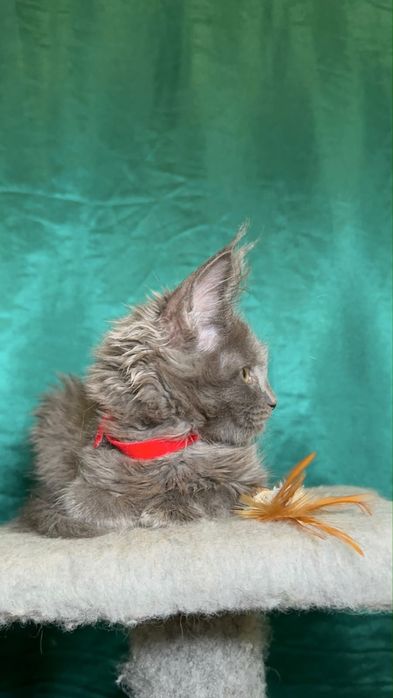 Котята породы Мейн-кун
