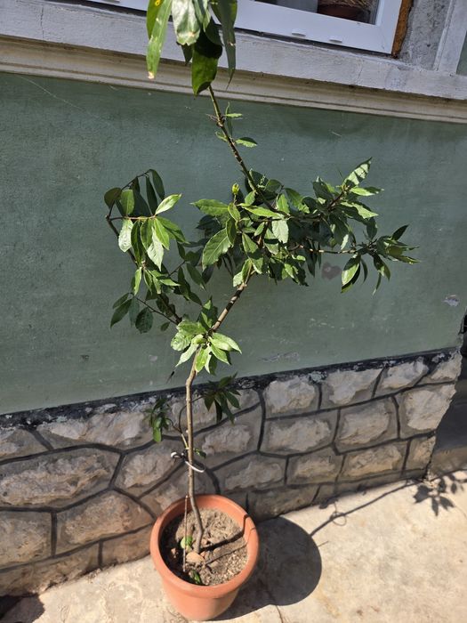 Dafin 140 cm 8 ani