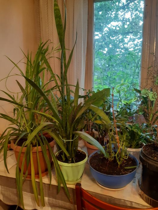 Шикарные Комнатные цветы