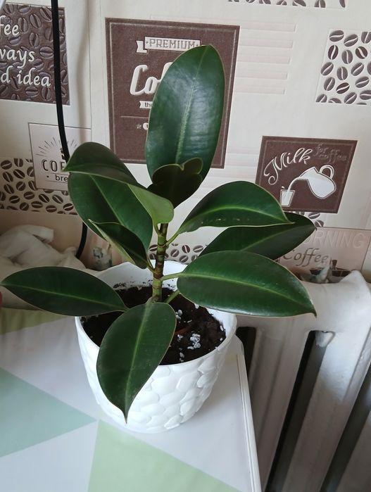 Продам домашние цветы